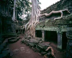 Big Root at Ta Prohm, Siem Reap, Cambodia - Hanuman Tourism Voyages