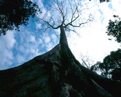 Big Tree, Siem Reap, Cambodia - Hanuman Tourism Voyages