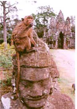 Monkey at Angkor Thom, Siem Reap, Cambodia - Hanuman Tourism Voyages