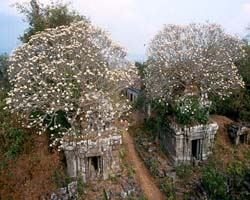 Trees on Phnom Bok, Siem Reap, Cambodia - Hanuman Tourism Voyages