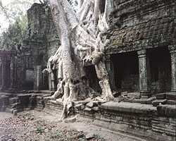Preah Khan Double Root, Siem Reap, Cambodia - Hanuman Tourism Voyages