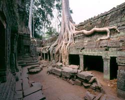 Ta Prohn Tree Root, Siem Reap, Cambodia - Hanuman Tourism Voyages