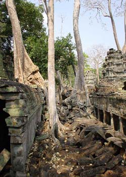 Ta Prohm Tree, Siem Reap, Cambodia - Hanuman Tourism Voyages