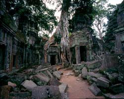 Tomb Raider Tree, Ta Prohm, Siem Reap, Cambodia - Hanuman Tourism Voyages